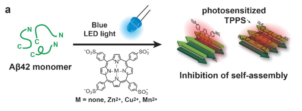 Deposits of Beta-Amyloid in Fruit Flies Stopped by Using Porphyrin and Blue LED Lights