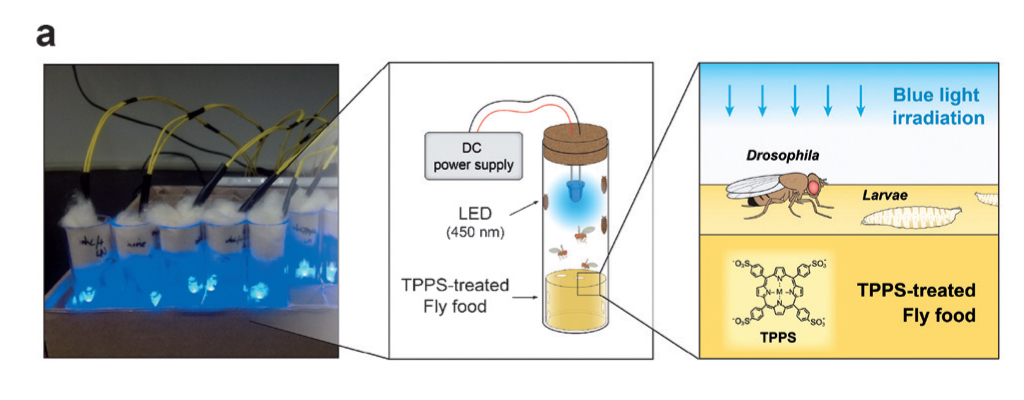 The Research Finding Published as the Lead Article in Angewandte Chemie (September 2015)