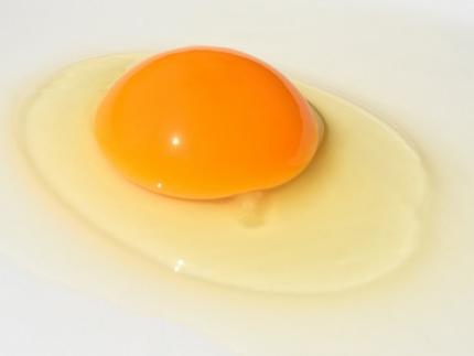 KAIST Develops Microbial Liquid Egg Substitute 이미지