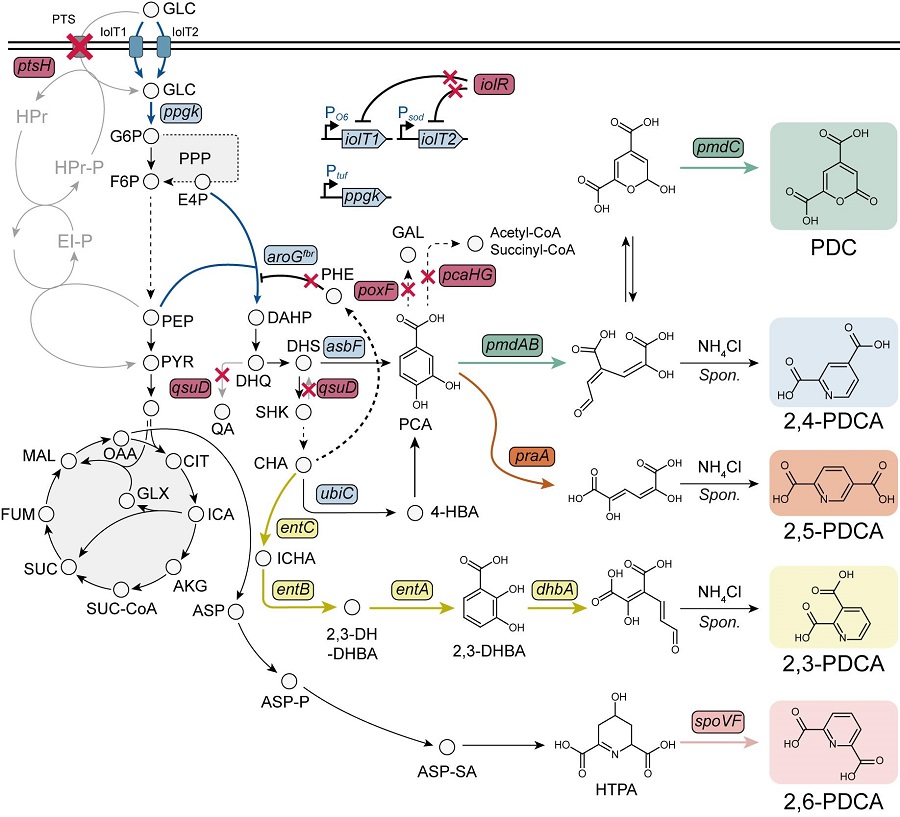 KAIST Researchers Suggest an Extraordinary Alternative to Petroleum-based PET - Bacteria! 이미지