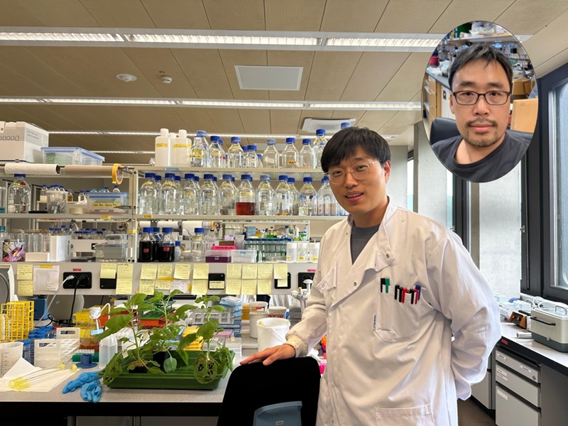 Why Do Plants Attack Themselves? The Secret of Genetic Conflict Revealed 이미지