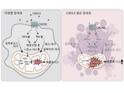 암세포 사멸과 연관된 대사를 관장하는 최상위인자 규명 이미지