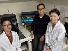 KAIST Develops Retinal Therapy to Restore Lost Vision 이미지