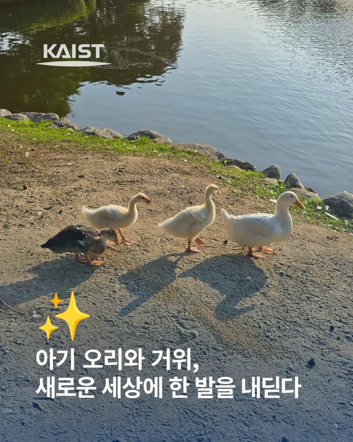 #kaist #거위 #오리\n2025년 6월 9일 오전, KAIST 캠퍼스 연못가에는 이른 시간부터 조심... 이미지