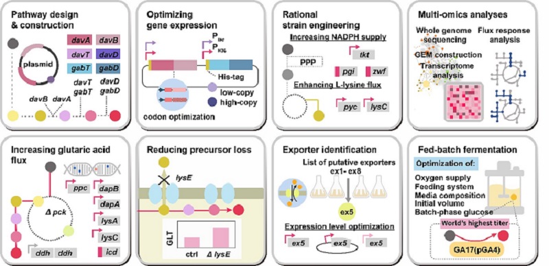 Figure: Systems metabolic engineering strategies employed for the construction of an engineered C. glutamicum strain that is capable of efficiently producing glutaric acid.