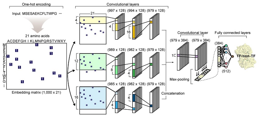 Figure: The network architecture of DeepTFactor. An input protein sequence is processed using three parallel subnetworks.