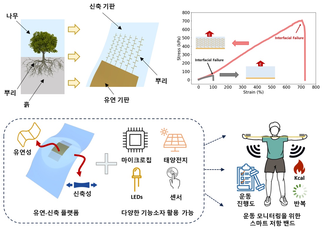 BIEFI 구조는 식물 뿌리의 기계적 잠금 원리를 모방하여, 주 뿌리가 응력을 분산시키고 보조 뿌리가 균열 전파와 계면 박리를 방지하도록 설계되었다. 이러한 구조는 유연성과 신축성 기판 간의 원활한 전환을 가능하게 하며, 기존 대비 최대 700%까지 신축성을 확보할 수 있다. 따라서 BIEFI 기술은 웨어러블 센서, 스트레처블 디스플레이, 스마트 헬스케어 기기 등에 활용 가능하다.