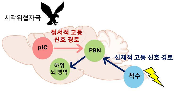 [그림 2] 정서적 & 신체적 고통 위협 신호 전달 뇌신경회로 모식도. 시각 위협자극은 신체적 고통을 유발하지 않지만 정서적 고통 신호 경로를 통해 불안한 상태를 만들고 공포 기억을 형성함.